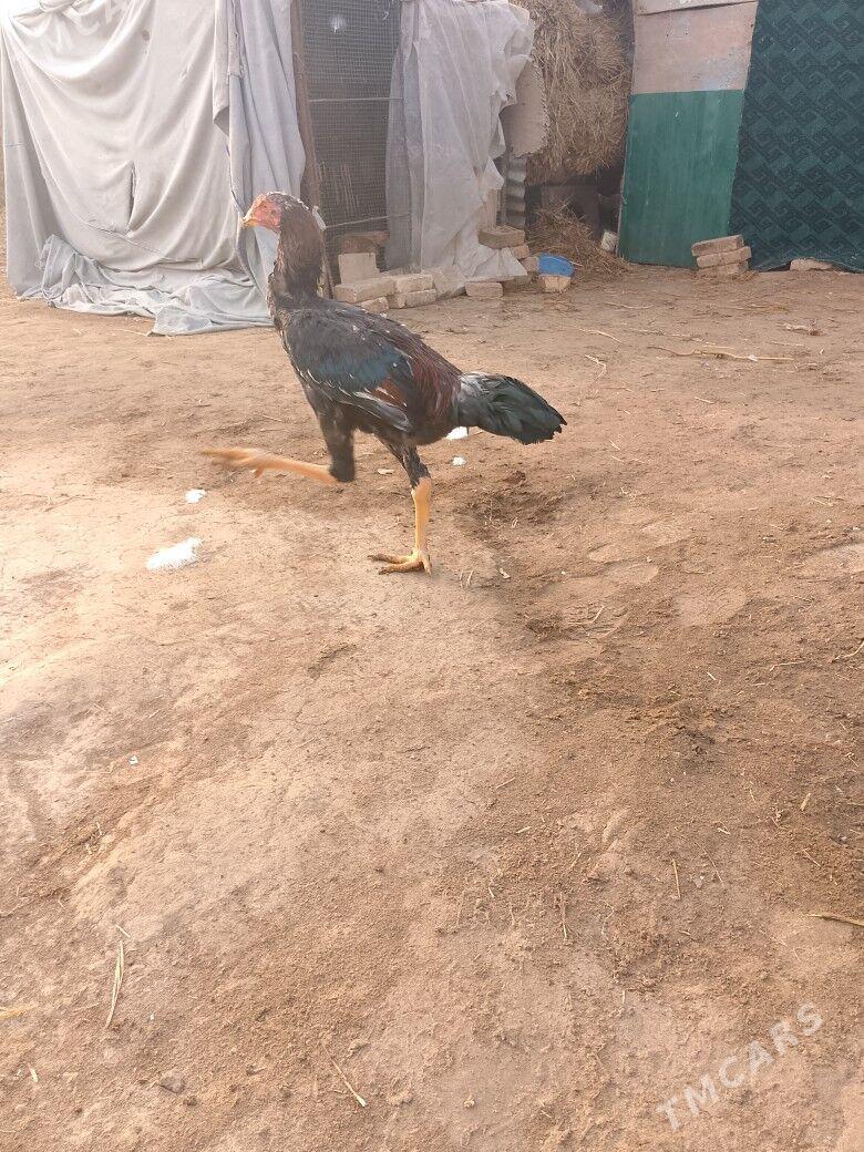 horaz - Çärjew - img 1