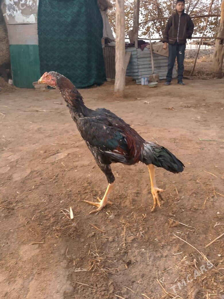 horaz - Çärjew - img 2