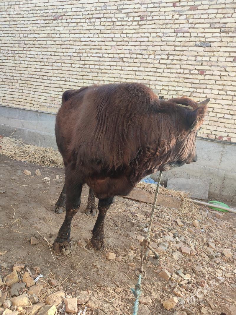 okuz - Türkmenabat - img 2