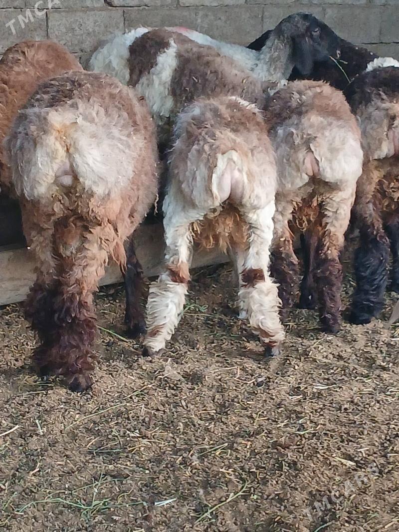 Tokli - Aşgabat - img 2