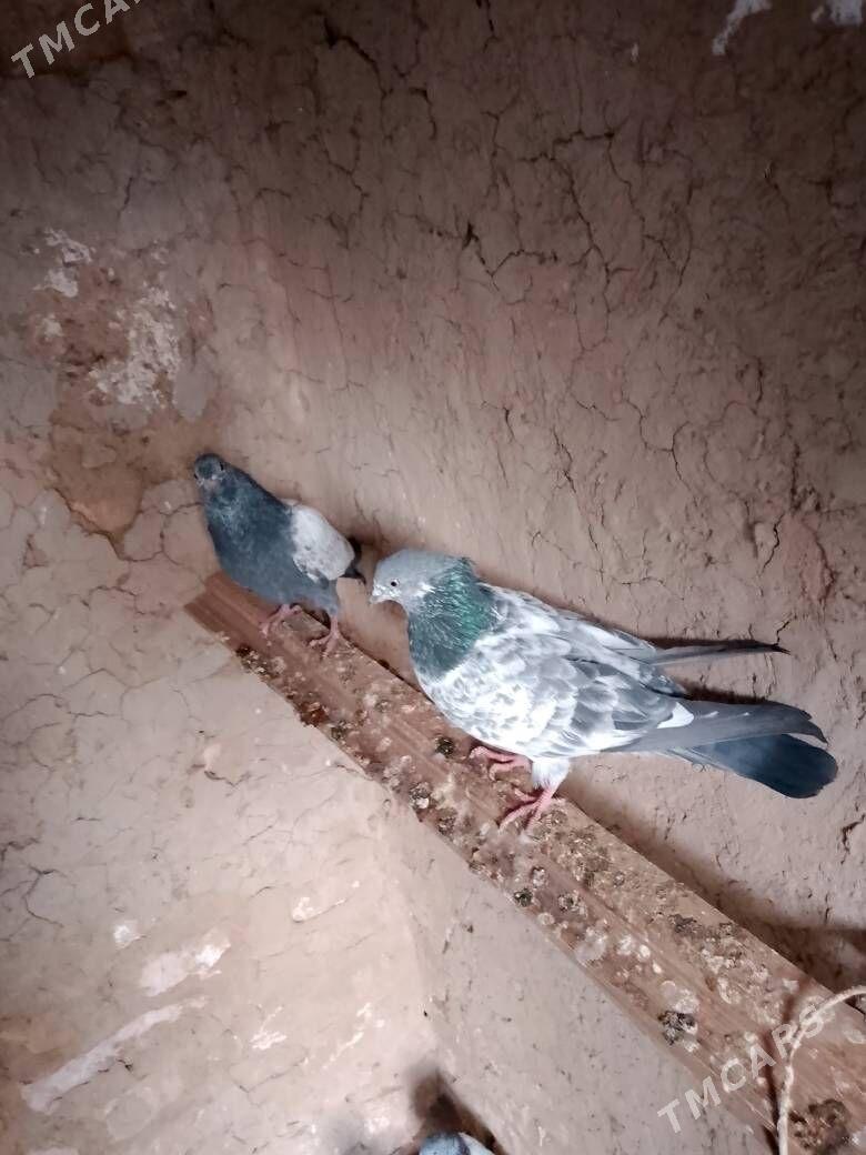 Kepderi - Şatlyk - img 2