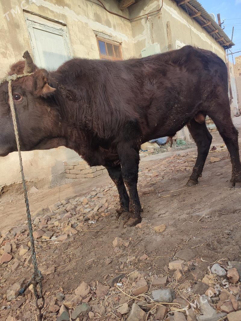 okuz - Türkmenabat - img 3