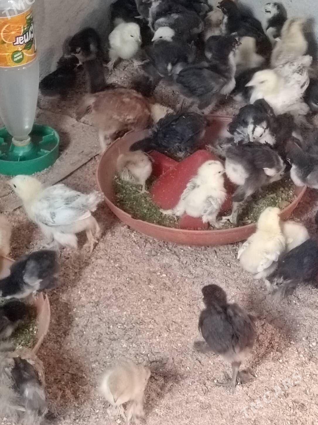 Bolgar jüýje - Гаудан "В" - img 2