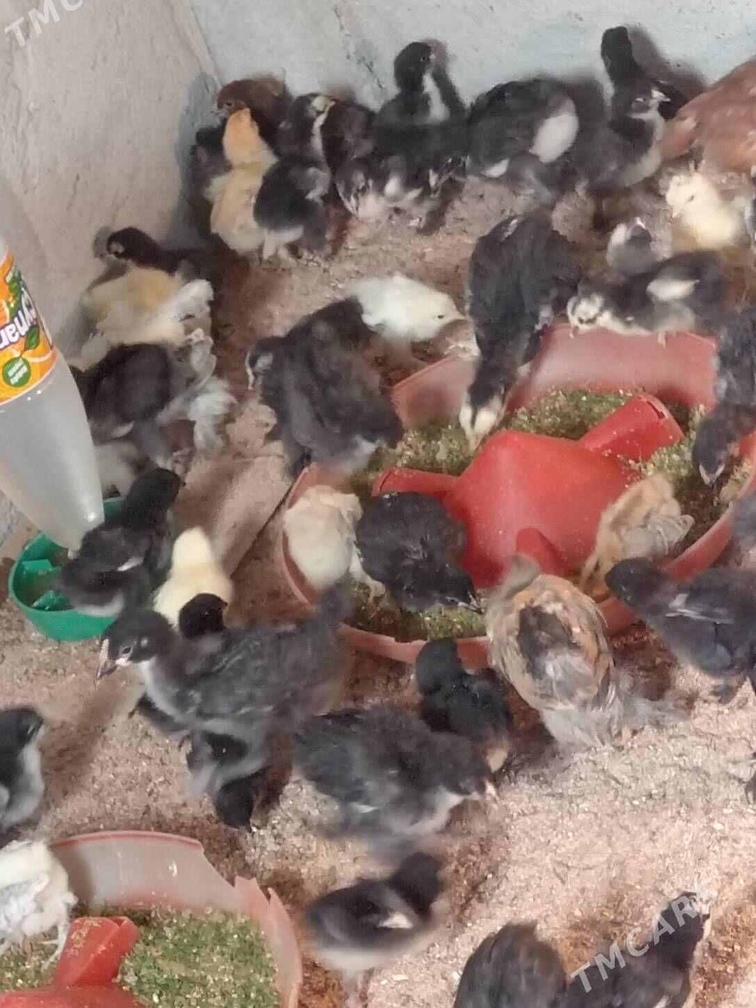 Bolgar jüýje - Гаудан "В" - img 3