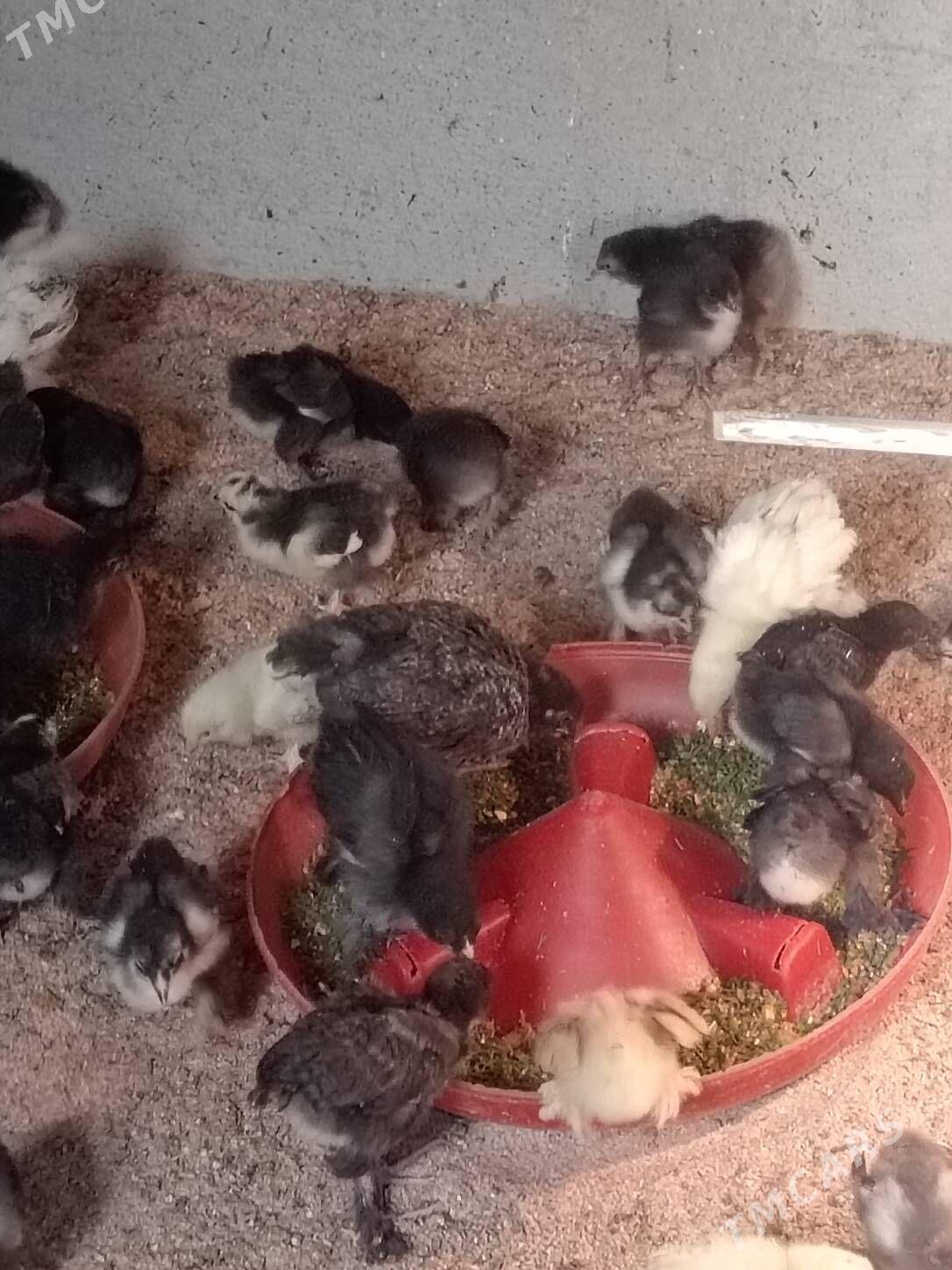 Bolgar jüýje - Гаудан "В" - img 1