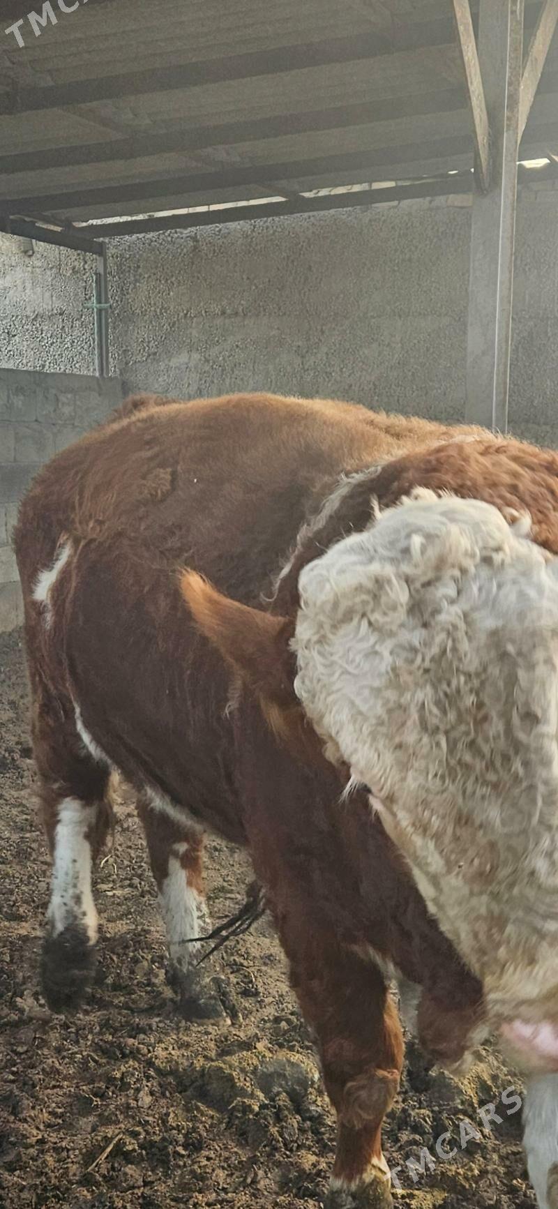 Smental Öküz - Herrikgala - img 4