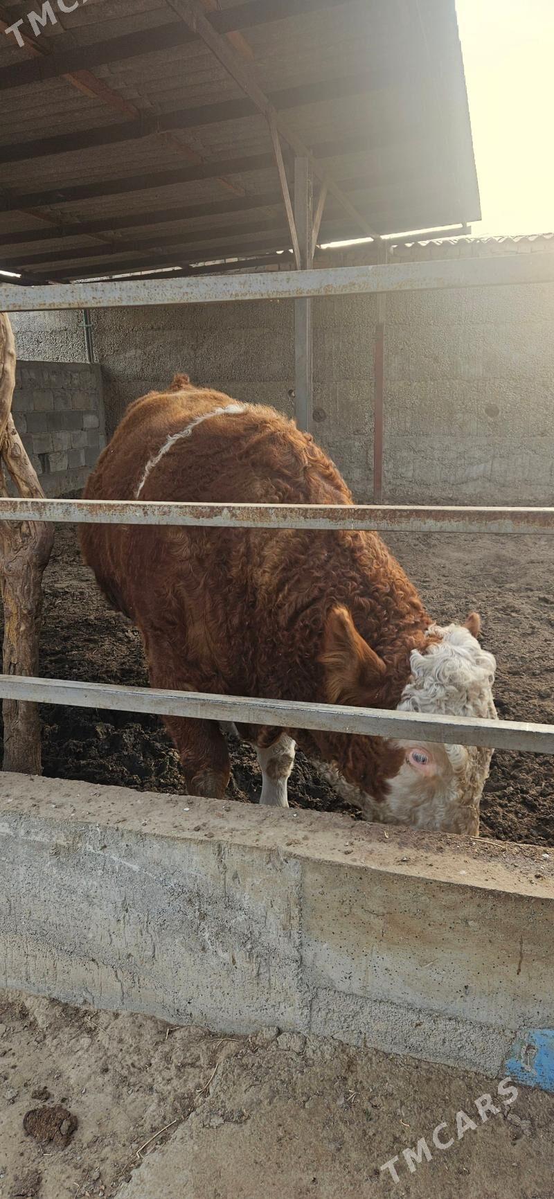 Smental Öküz - Herrikgala - img 2