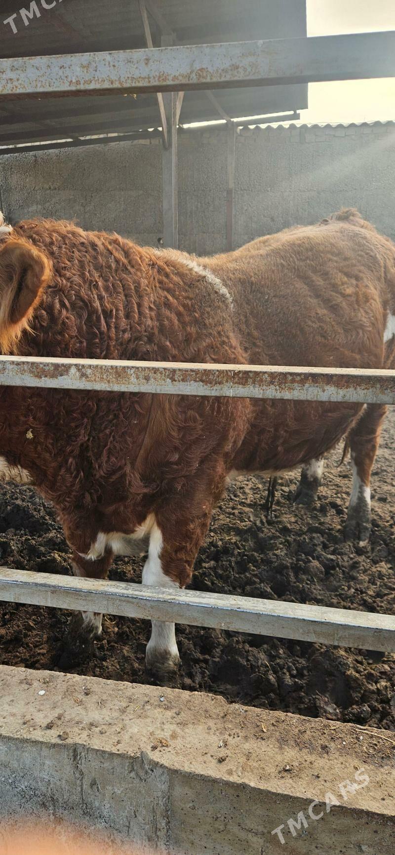 Smental Öküz - Herrikgala - img 3