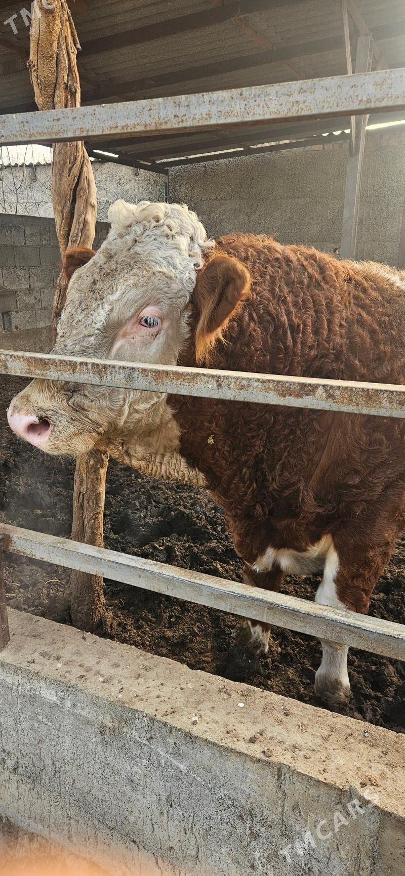 Smental Öküz - Herrikgala - img 6