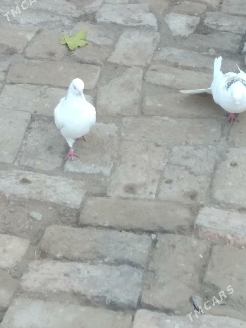 Kepteri - Türkmenabat - img 1