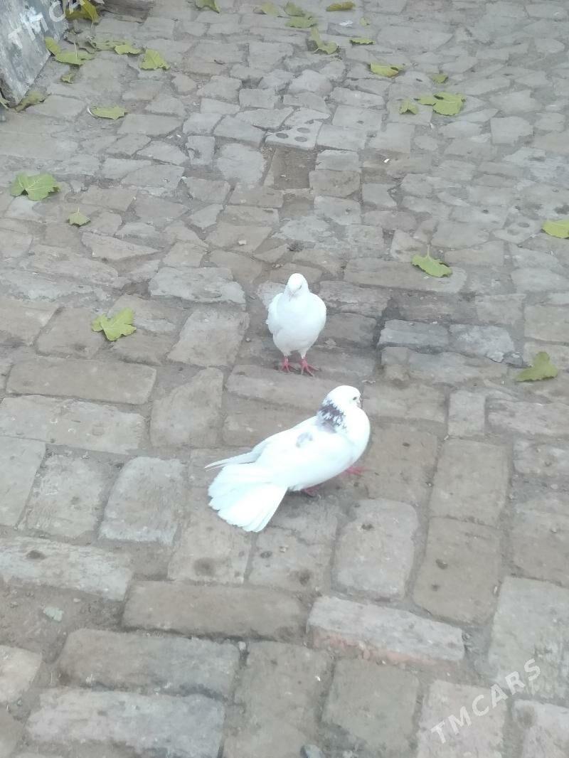 Kepteri - Туркменабат - img 3