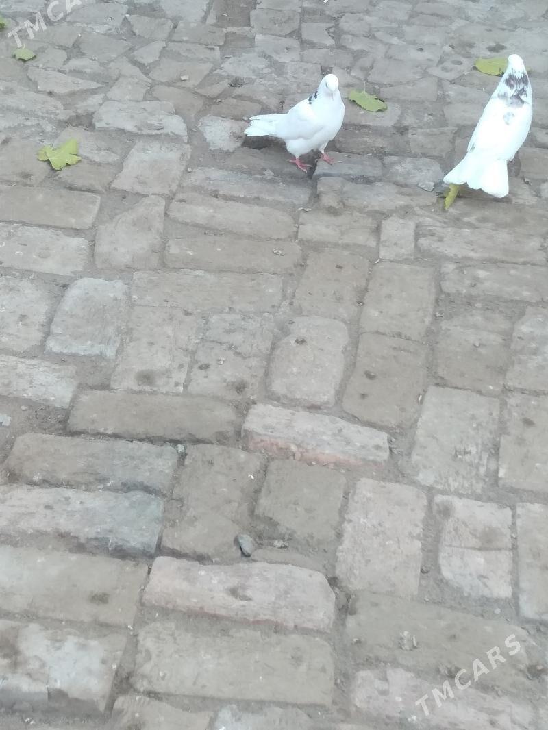 Kepteri - Туркменабат - img 4