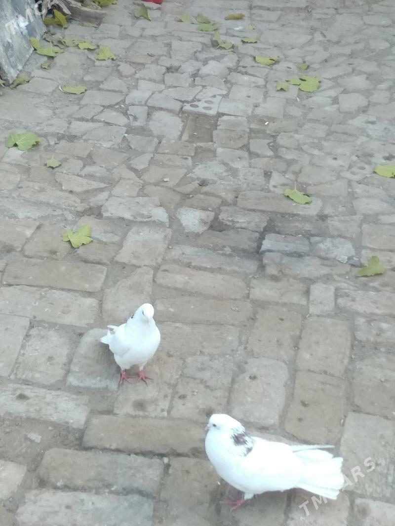 Kepteri - Туркменабат - img 5