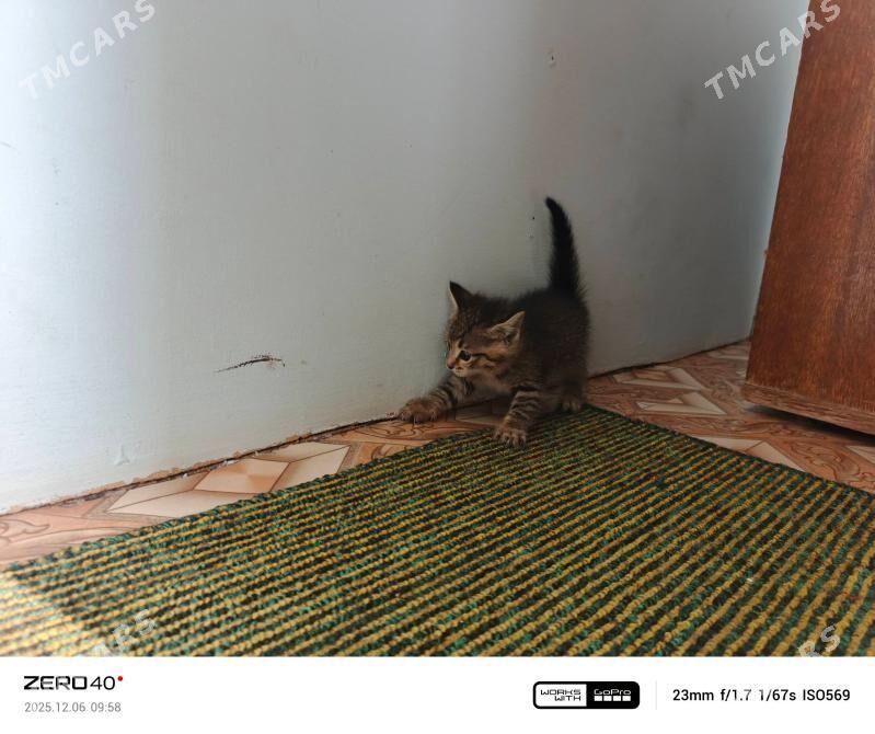 Pişik - Дашогуз - img 3