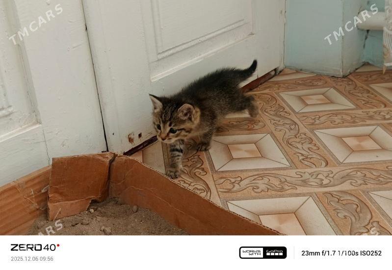 Pişik - Дашогуз - img 2