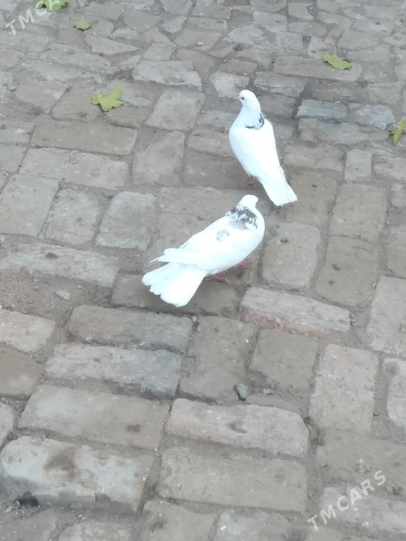 Kepteri - Туркменабат - img 2