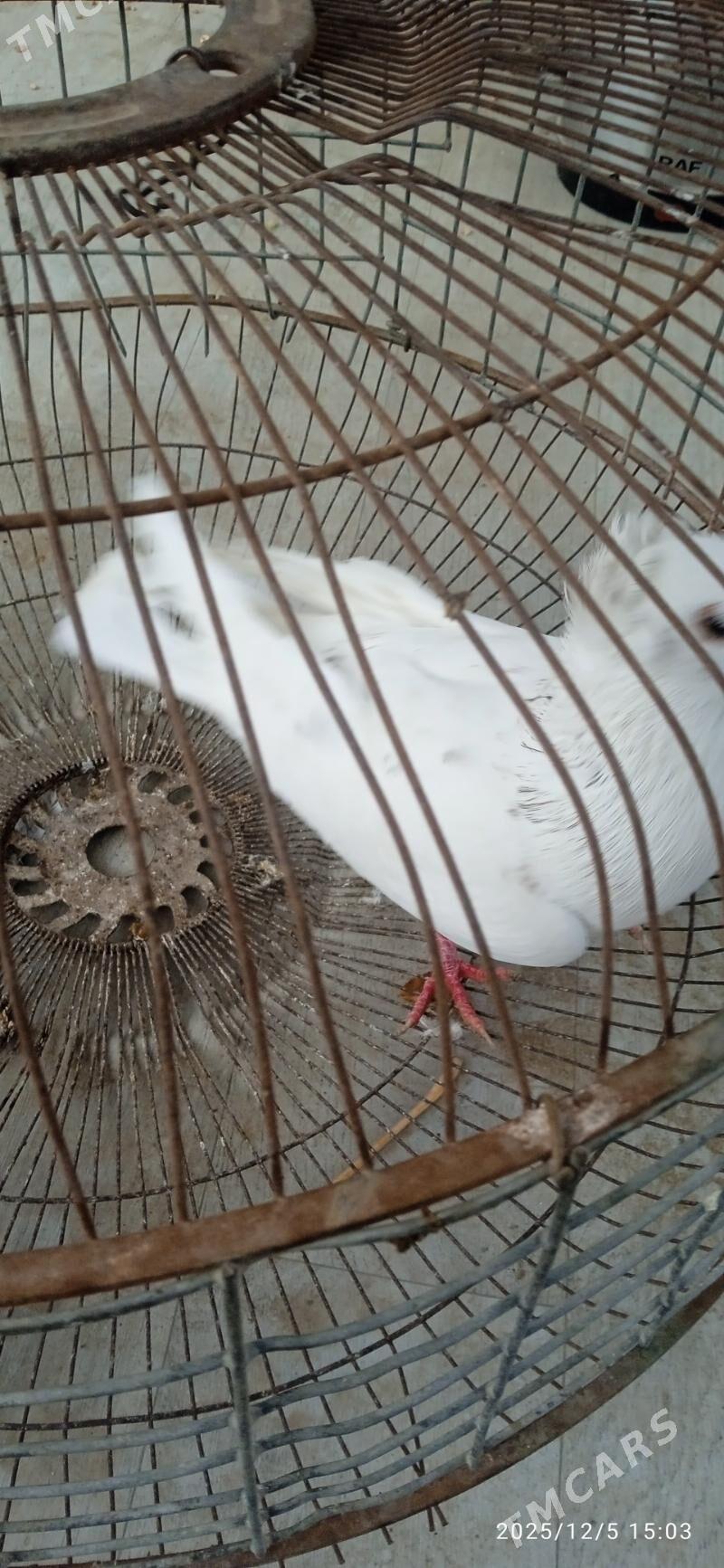 kepderi - Türkmenabat - img 1