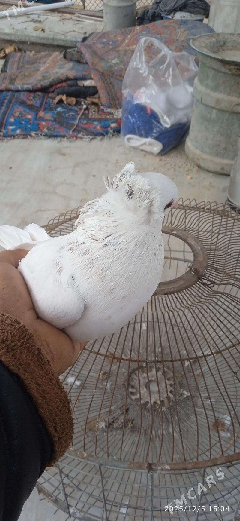 kepderi - Türkmenabat - img 5