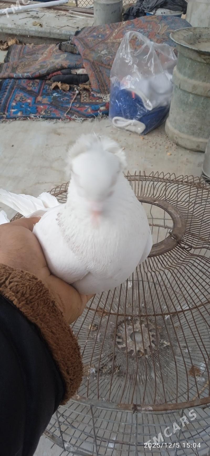 kepderi - Türkmenabat - img 3