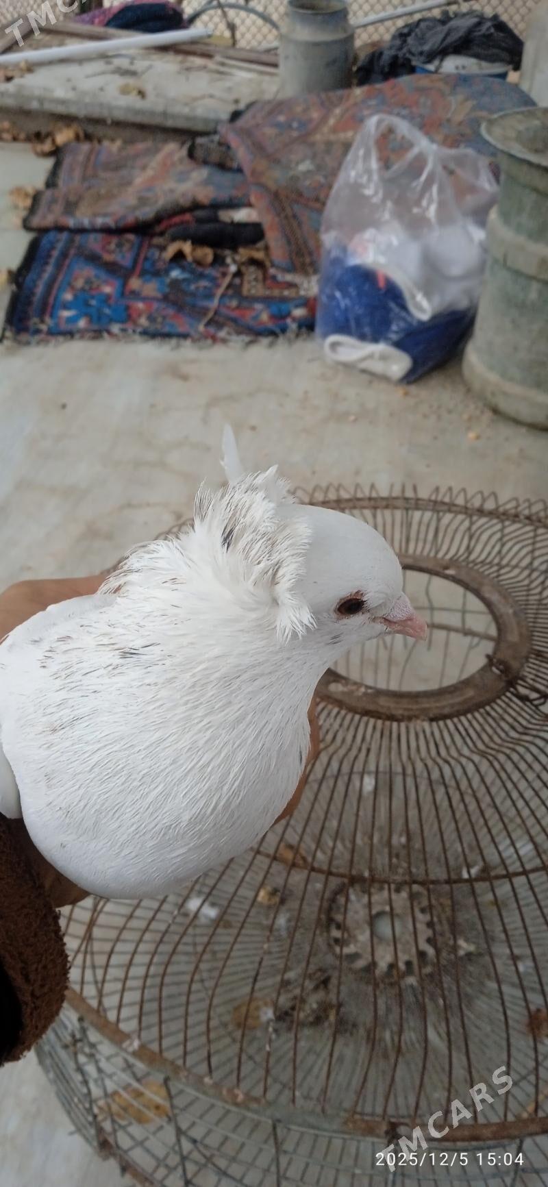 kepderi - Türkmenabat - img 2