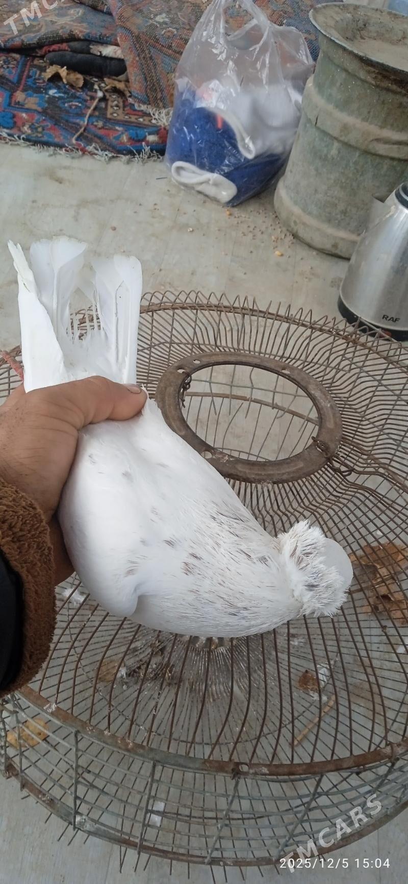 kepderi - Türkmenabat - img 4