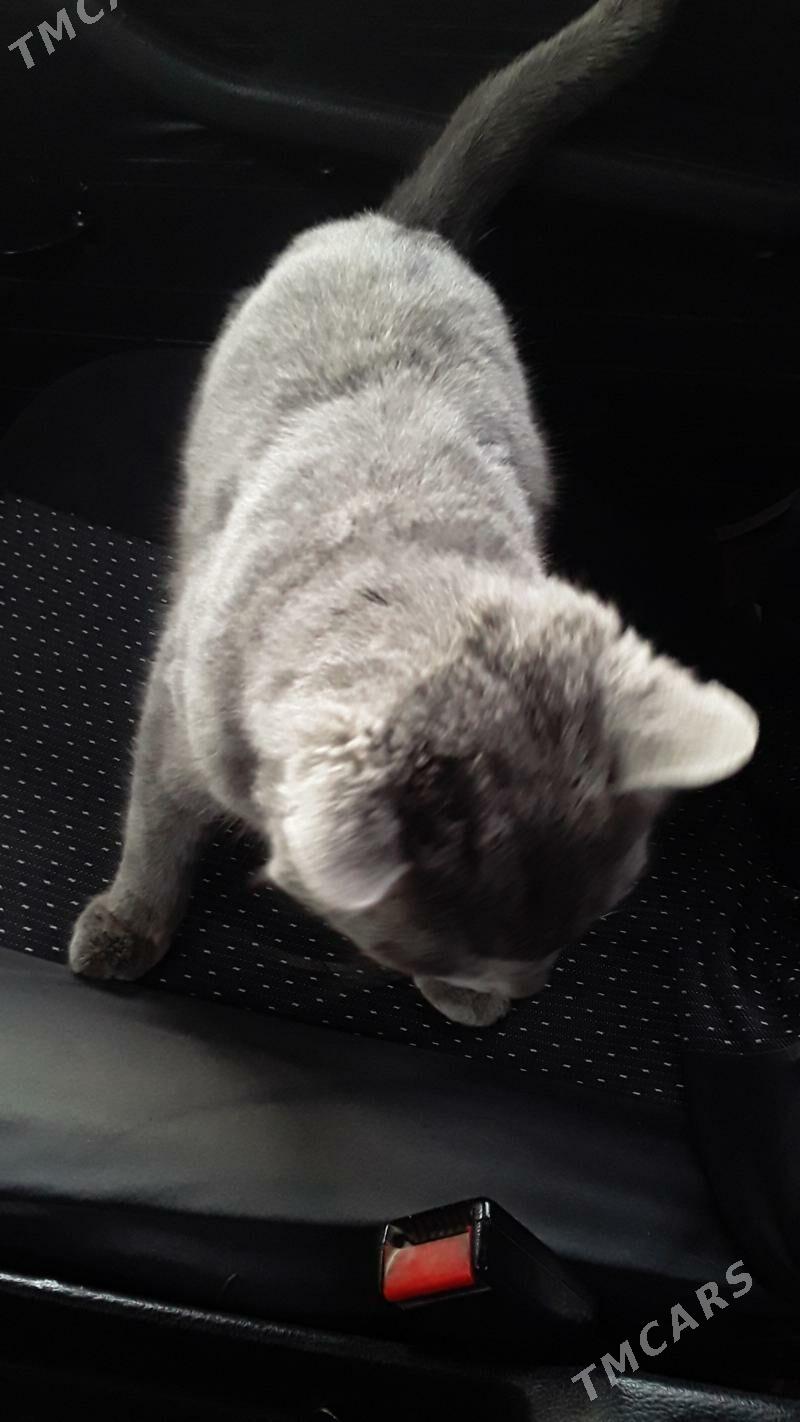 pişik - Гёкдепе - img 2