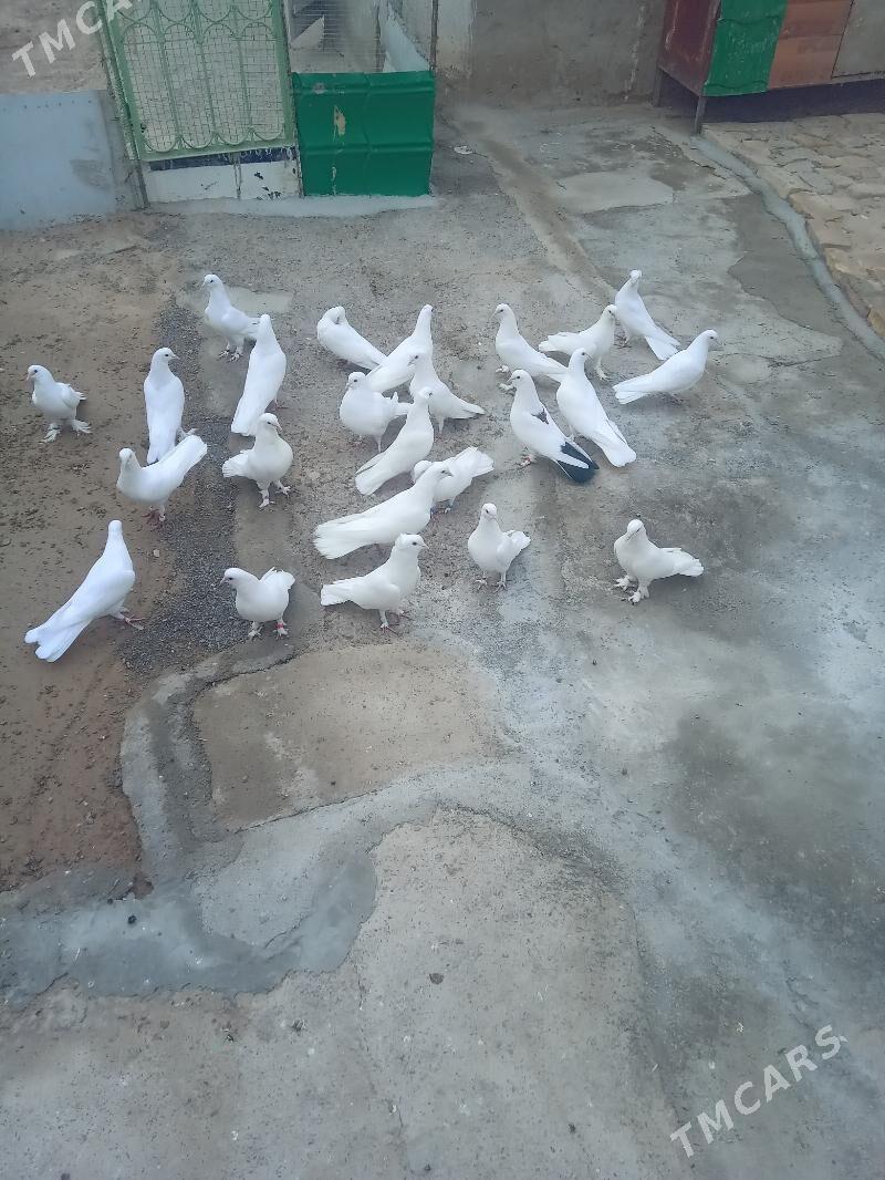 kepderi - Бекреве - img 6