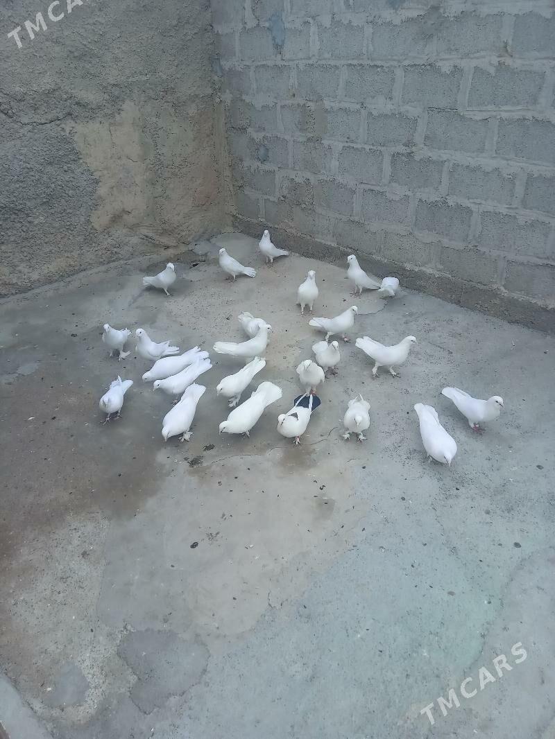 kepderi - Бекреве - img 5