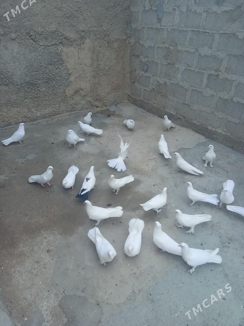 kepderi - Бекреве - img 3