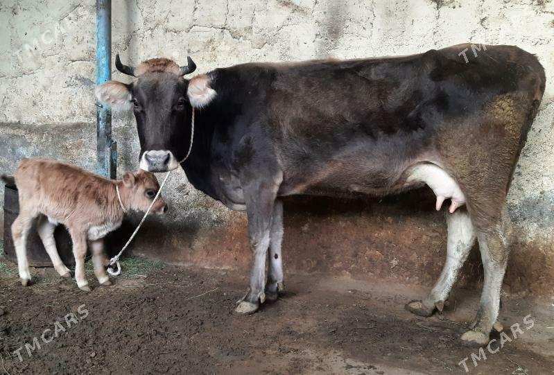 Goleli sygyr - Ашхабад - img 1