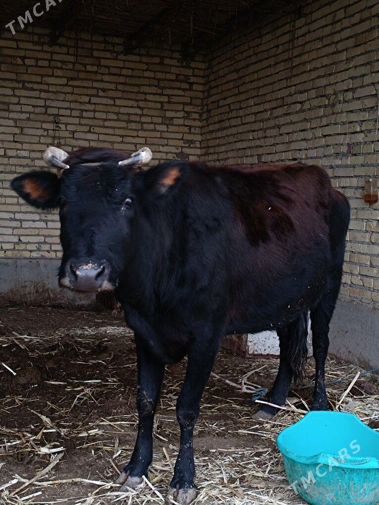 göleli sygyr  - Чарджоу - img 2