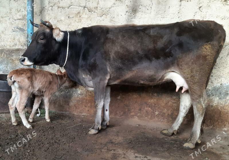 Goleli sygyr - Ашхабад - img 2