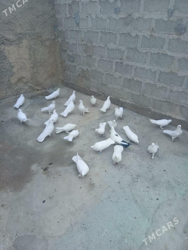 kepderi - Бекреве - img 4