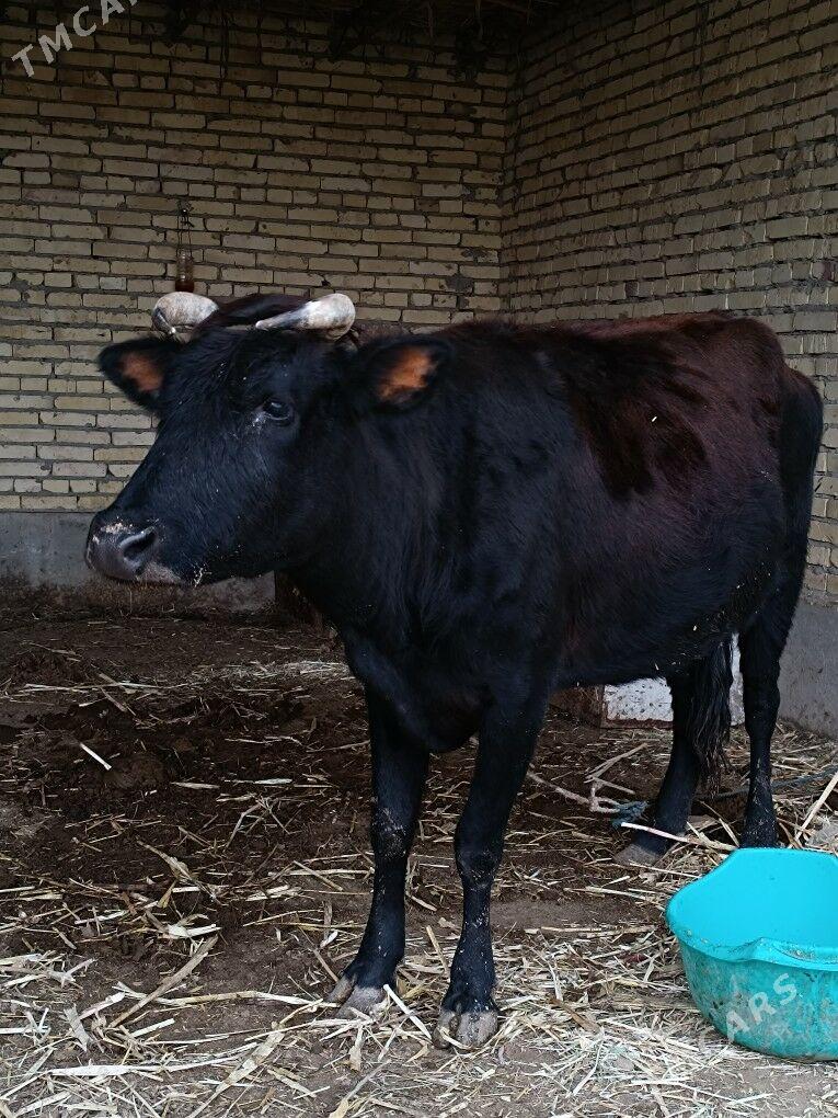 göleli sygyr - Чарджоу - img 1