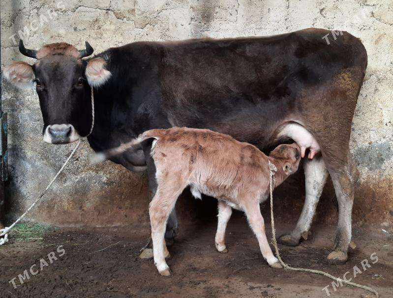 Goleli sygyr - Ашхабад - img 4