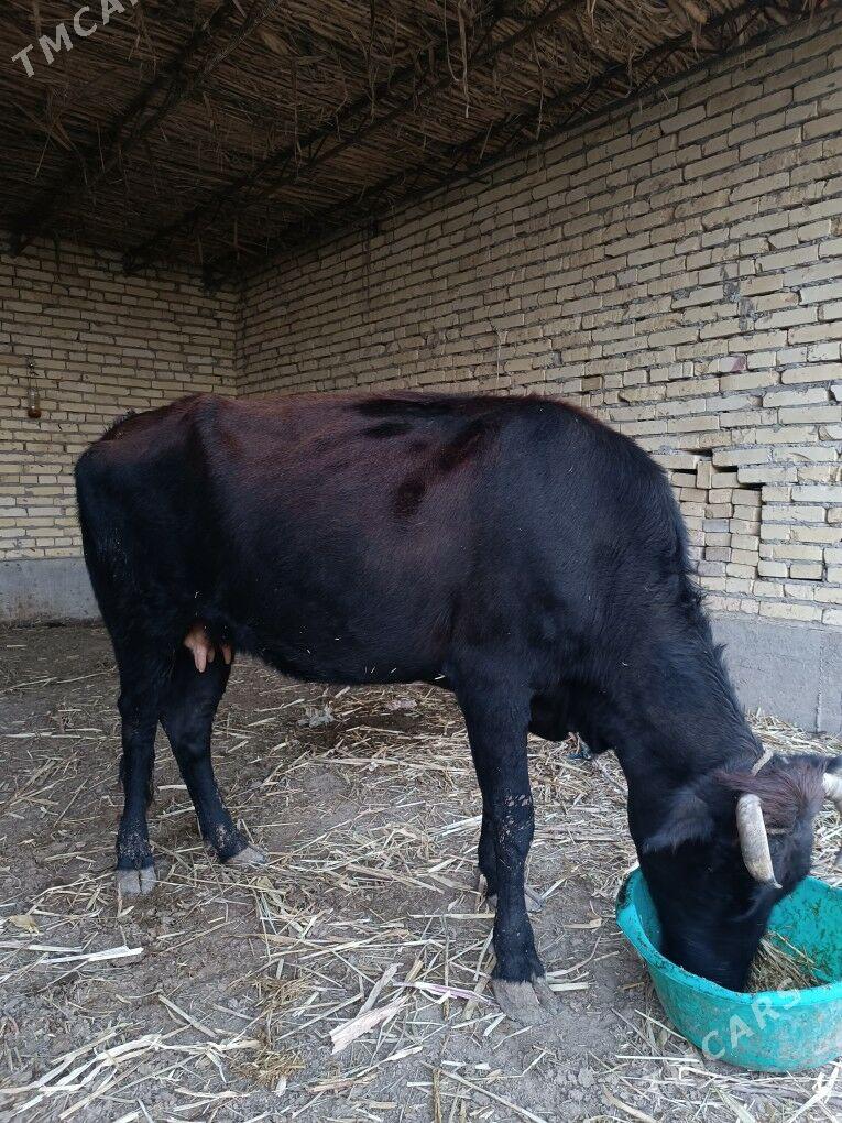 göleli sygyr  - Чарджоу - img 4