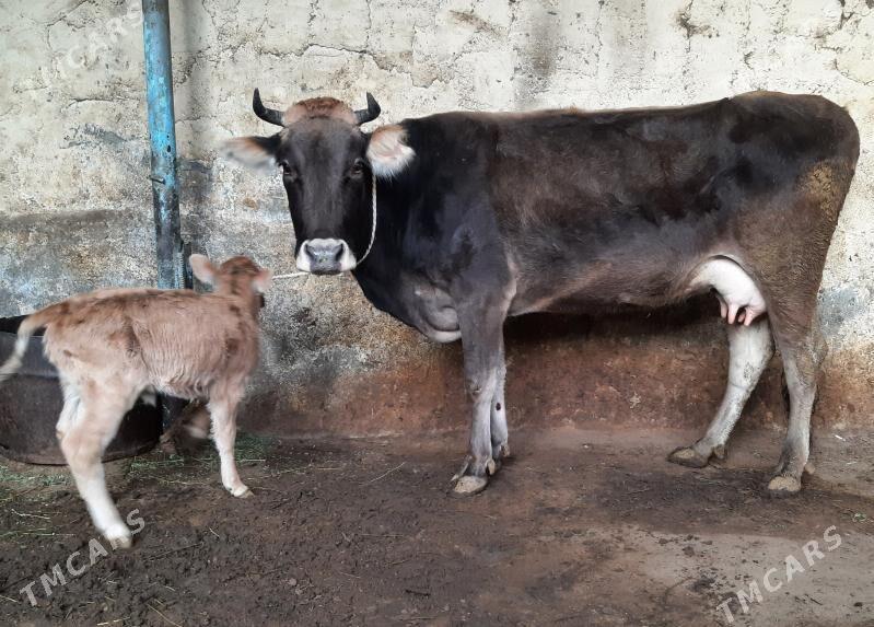 Goleli sygyr - Ашхабад - img 3