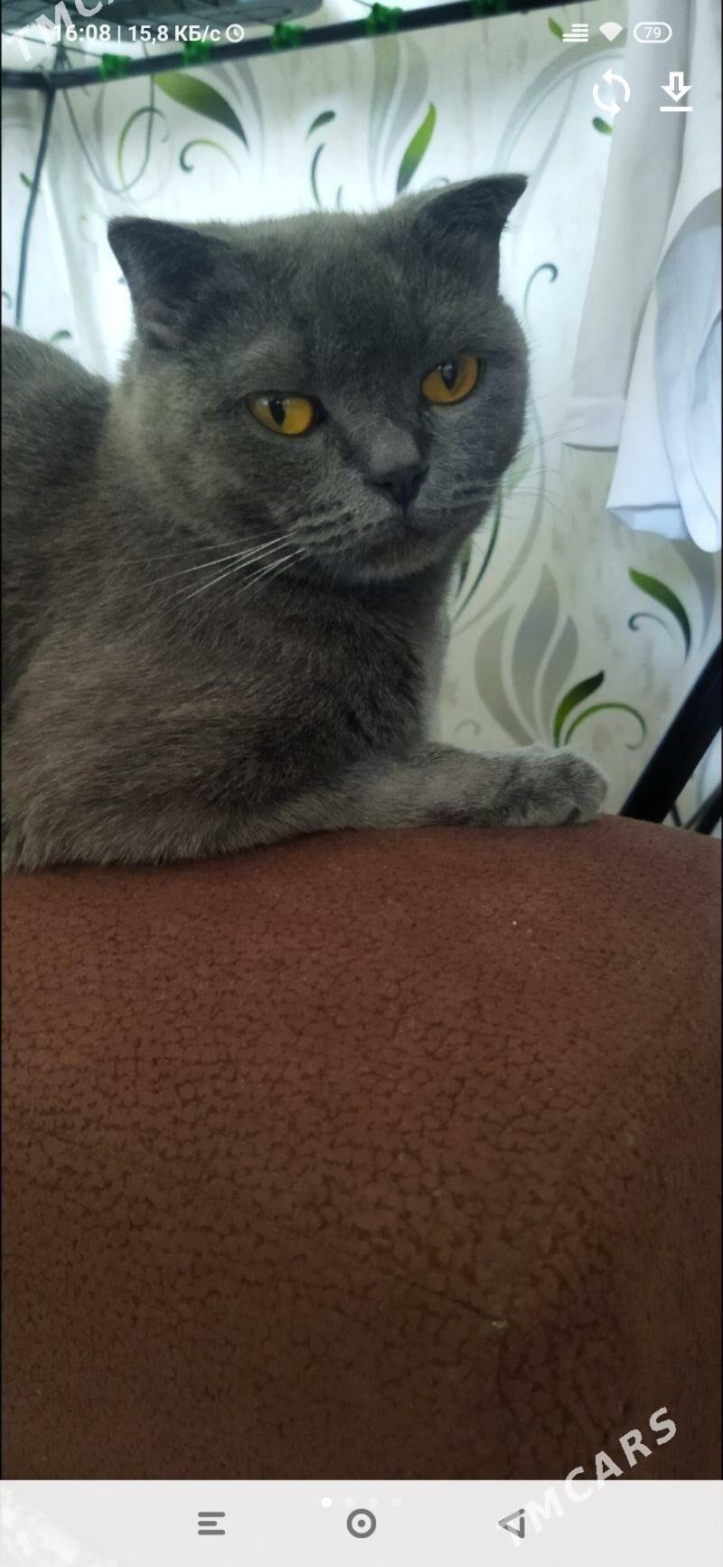 Потерялась кошечка Марта - Туркменабат - img 1