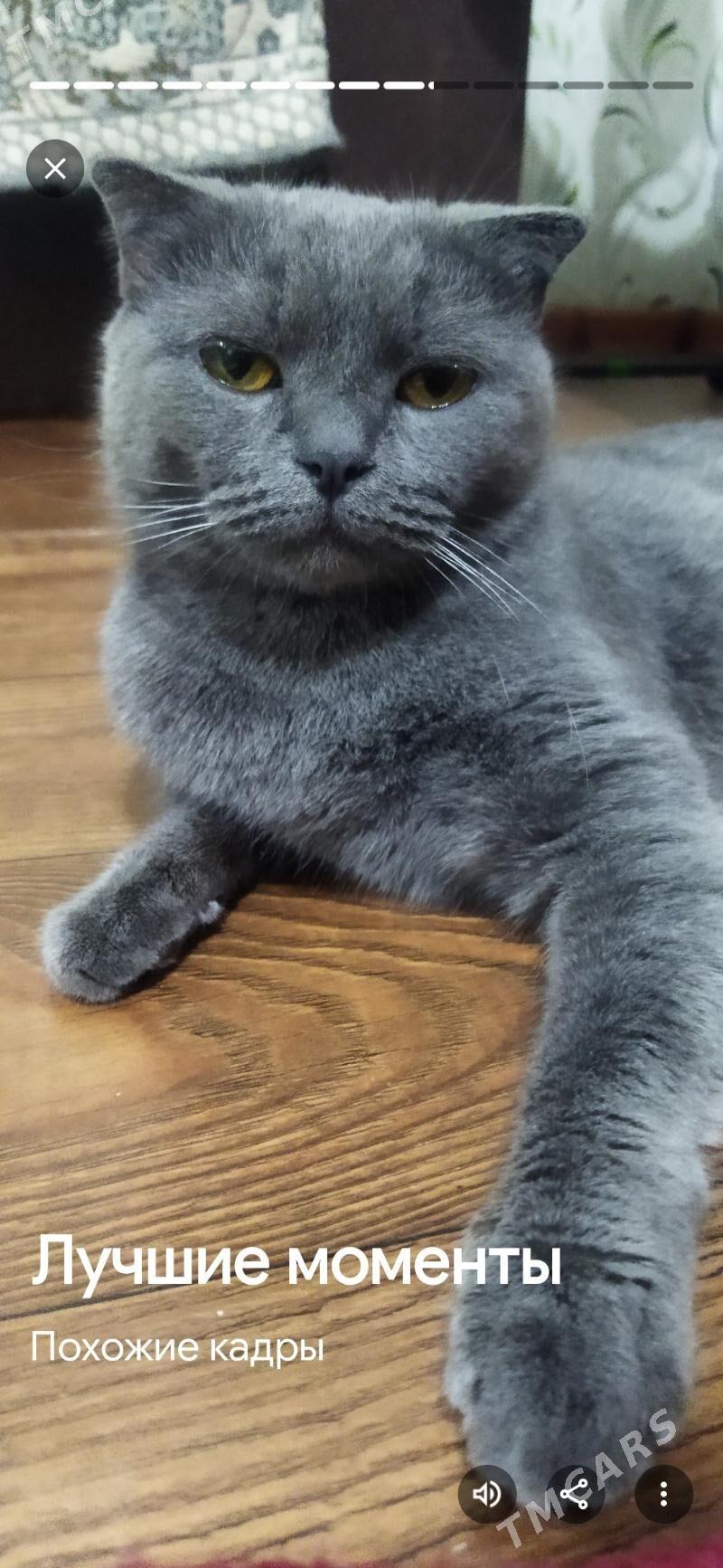 Потерялась кошечка Марта - Туркменабат - img 3