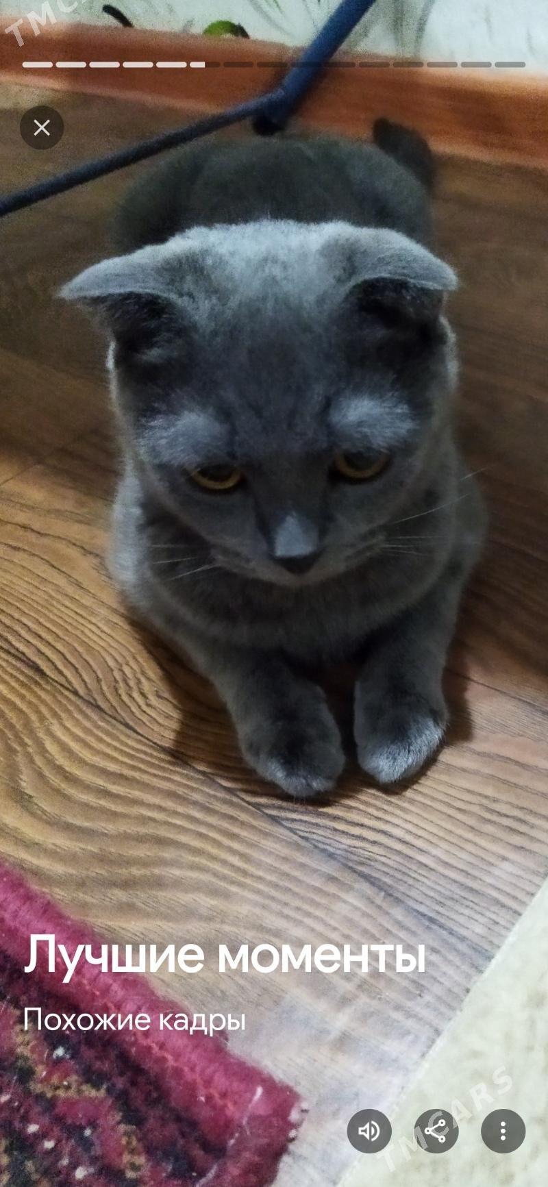 Потерялась кошечка Марта - Туркменабат - img 4