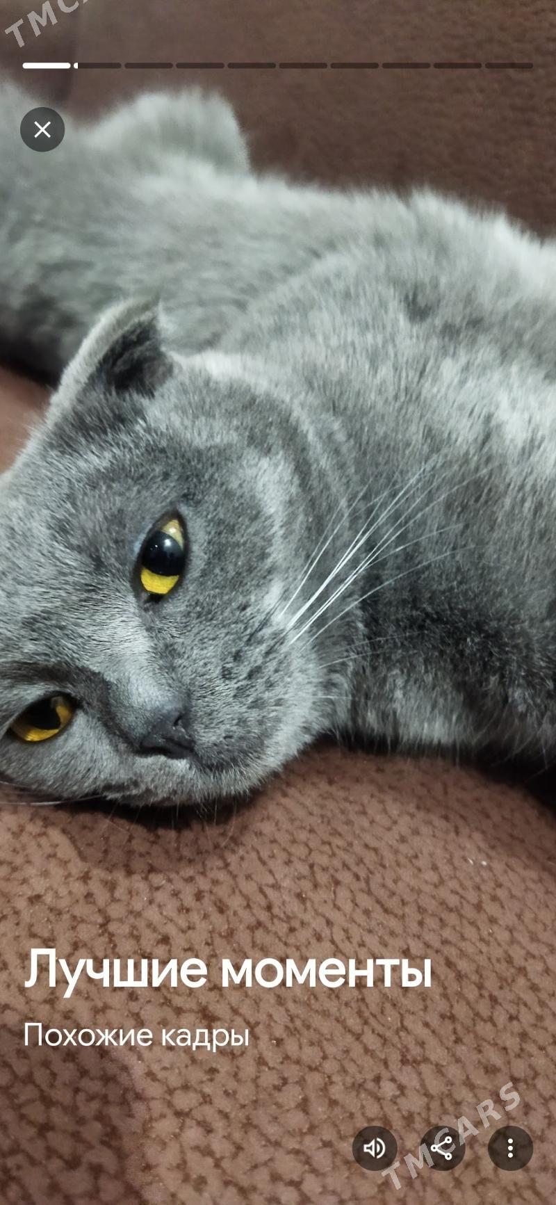 Потерялась кошечка Марта - Туркменабат - img 2