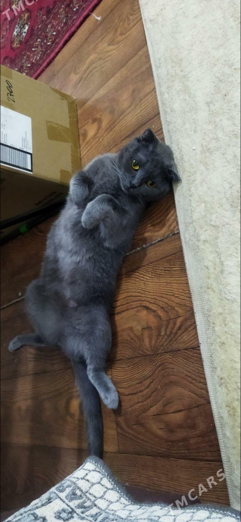 Потерялась кошечка Марта - Туркменабат - img 5