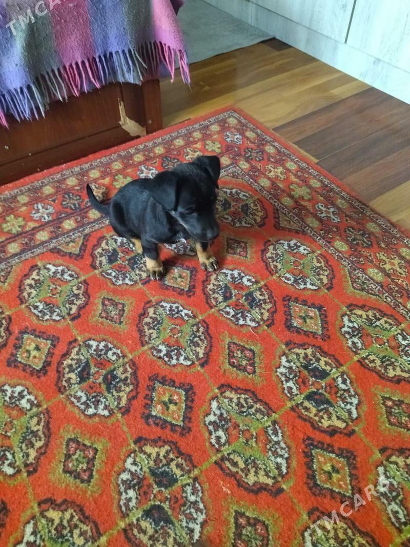 щенок - Ашхабад - img 1