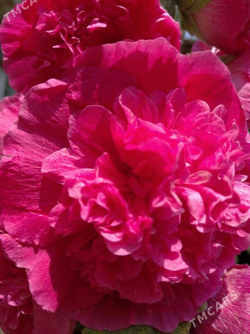 цветы - Mary - img 1