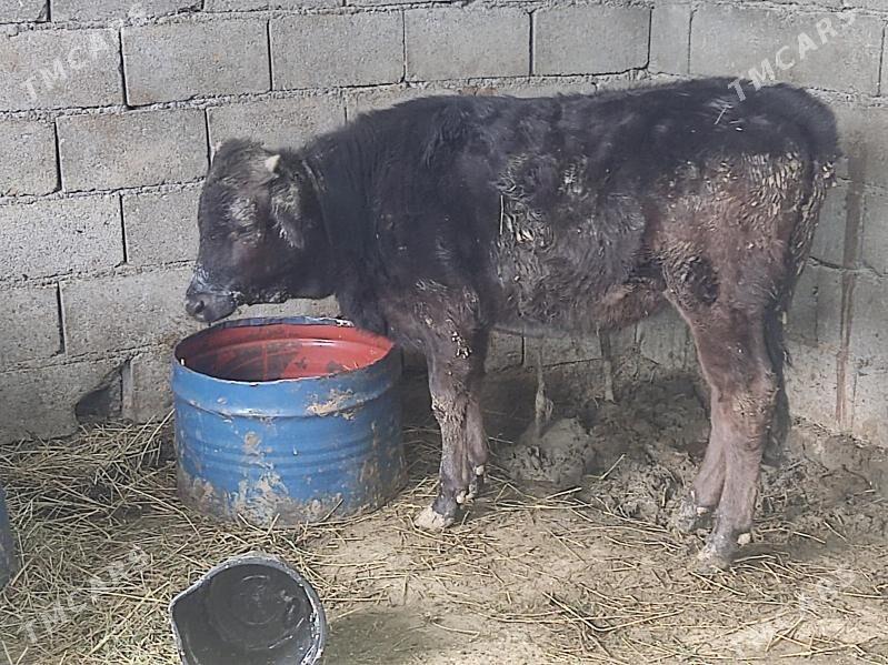 tuwe - Гёкдепе - img 1