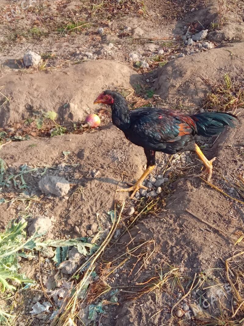 Baysy - Саят - img 3