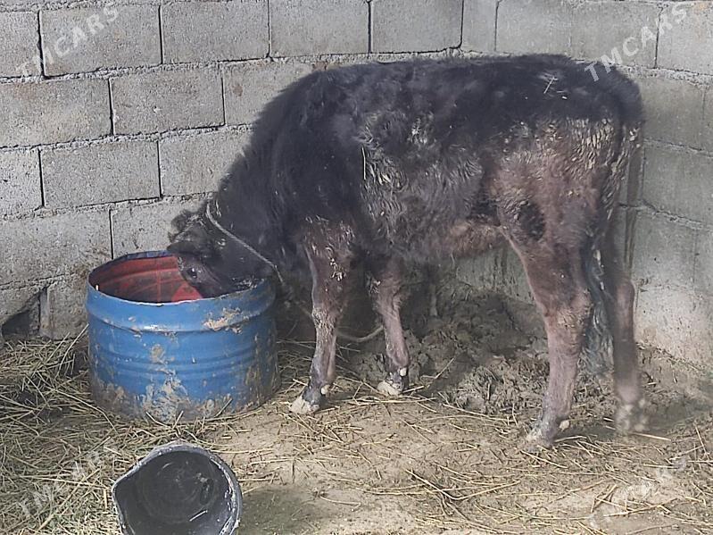 tuwe - Гёкдепе - img 5