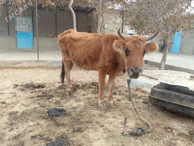 sygyr - Gyzylarbat - img 1