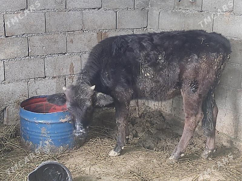 tuwe - Гёкдепе - img 6