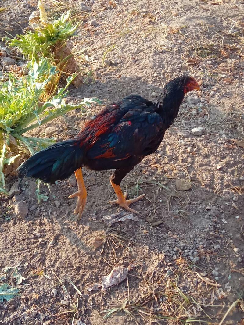 Baysy - Саят - img 1